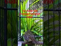 Download Lagu Flamboyan gacor tembakan panjang