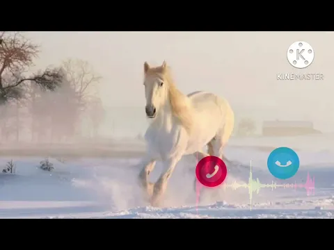 Download MP3 HORSE RINGTONE | VIRAL RINGTONE | TRENDING RINGTONE | ALARM RINGTONE