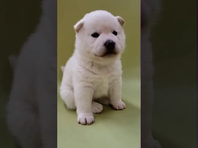 動画