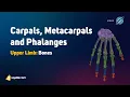 Upper Limb Bones Anatomy Carpals Metacarpals and Phalanges