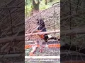Download Lagu pikat burung murai batu di dalam hutan