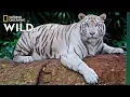 Global Tiger Day See Why These Cats Earned Their Stripes Nat Geo Wild