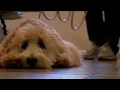 Dog becomes one-of-a-kind dental assistant in Bonita Springs