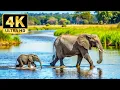 Download Lagu Explore the World’s Wildlife in 4K – Peaceful Animal Encounters and Calming Sounds