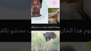 عيد الحب مضحك 