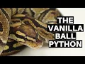 Morph Guide The Vanilla Ball Python - Benjamin s Exotics