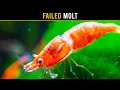 Here s Why Molting Problems Are KILLING Your Aquarium Shrimp