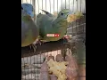 Download Lagu Burung Punai Jinak Rebutan Makanan Kesukaannya #shorts