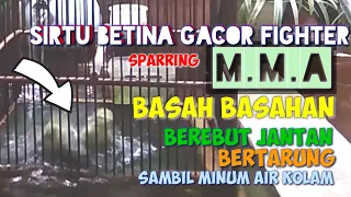 pertarungan sengit sirtu gacor betina fighter