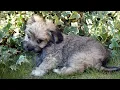 Havanese Puppy Potty Training Techniques and Challenges