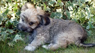Havanese Puppy Potty Training Techniques and Challenges