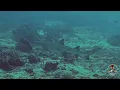 Download Lagu EPIC SIPADAN - SCUBA DIVING SIPADAN ISLAND, SABAH , MALAYSIA