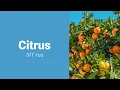 How to Pronounce Citrus