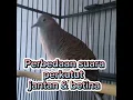 Download Lagu PERBEDAAN SUARA PERKUTUT JANTAN \u0026 BETINA