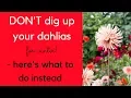 DON T dig up your dahlias this winter - here s what to do instead