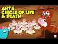 Download Lagu What is an Ant Mill? | The Life and Death Cycle of An Ant | Learn all About Ants | Dr. Binocs Show