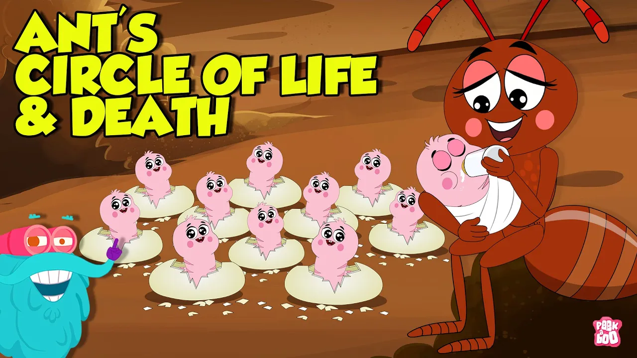 What is an Ant Mill? | The Life and Death Cycle of An Ant | Learn all About Ants | Dr. Binocs Show What is an Ant Mill? | The Life and Death Cycle of An Ant | Learn all About Ants | Dr. Binocs Show