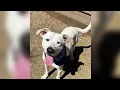 KPRC 2 Pet Project Meet Blizzard a brave pup with a lot of love to give