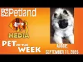 Petland-Litter Media Pet of the Week for September 11 2025 Auggie