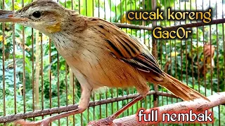 cucak koreng gacor full nembak cocok untukasteran maupun pancingan 