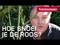 Lagu De roos snoeien in het voorjaar: hoe doe je dat? | Tuinmanieren