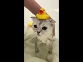 Kisa takes a bath for the first time🧼