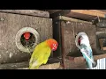 Download Lagu Suara burung lovebird : Gaya hidup burung lovebird 🦜💚 #burunglovebird #burungbeo #suaraburung #burunglovebirdcut