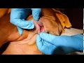 Dr. Kraemer Vet4Bulldog -Urinery Stone in Bulldog Vagina