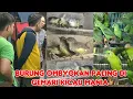 Download Lagu BURUNG OMBYOKAN PALING DI GEMARI KICAU MANIA 