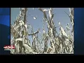 Flashback Friday Harvest season in 1985