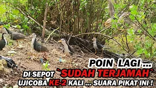 mantap jiwa percobaan kedua suara pikat ruak ruak untuk spot sudah terjamah part 42