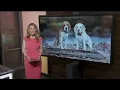 Photographer from St Charles focuses on pets