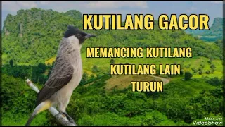 SUARA PIKAT KUTILANG sangat cocok untuk pikat di hutan #kutilangpikatsupergacor  #kutilangmania