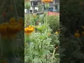 Lagu amazing marigold flower farming #farming #marigoldgarden #marigoldfarming #musica #lyrics #फसल