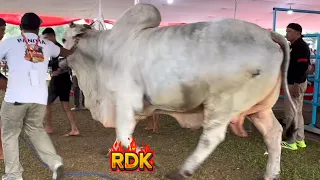 SEREM JUARA KONTES SAPI PRESIDEN KELAS PO EXTRIM🔥