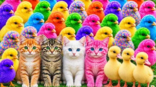 Tangkap Ayam Lucu, ayam warna warni, ayam rainbow, kelinci lucu, bebek lucu, ikan koi, Hewan Lucu