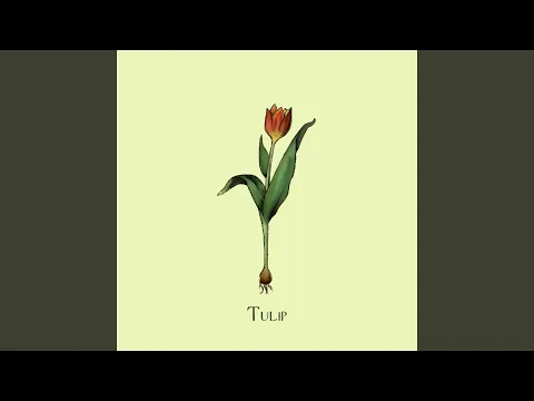 Download MP3 Tulip