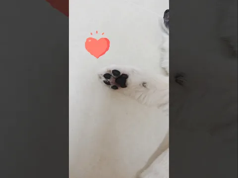 서은이네 멍젤리를 소개합니다 ~ #cute #dog #강아지발바닥