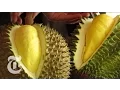 Download Lagu Durian - The World's Smelliest Fruit | The New York Times