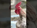Download Lagu Suara ayam kampung berkokok