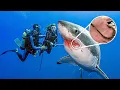 Download Lagu Shark Swims Up To Diver For Help, Won't Stop thanking Him After He Saves Her Life