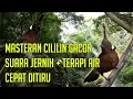 Download Lagu Masteran Cililin Gacor Suara Jernih plus Terapi Air Mudah Ditiru