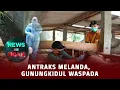 Download Lagu Gunung Kidul Waspada Anthrax | NEWS OR HOAX