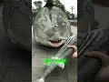 Download Lagu 🦈➡ The little shark turned into a big shark #funny