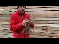 How to water roses to maximise growth with Brian Wagner from Wagner s Rose Nursery