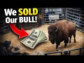 We SOLD Our Bull While Battling a Brutal Winter Storm