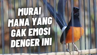 murai batu gacor full isian tembakan kasar kretekan ganas sangat ampuh memancing emosi