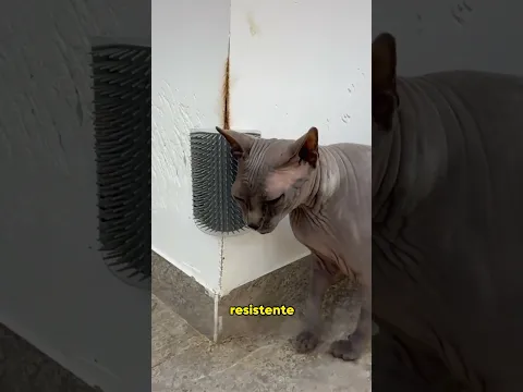 Cats that like to rub against walls