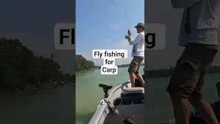Fly Fishing for Carp #fishing #flyfishing #carp