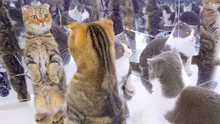 Cats Confused By Their Reflection Compilation